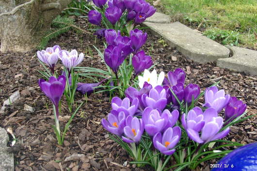 06.03.2007: Die Krokusse