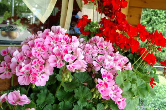 20.05.2007: berwinterte Geranien