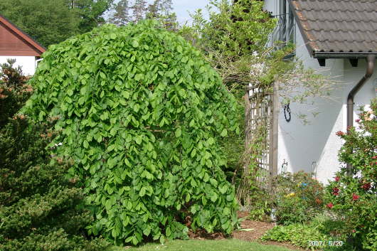 20.05.2007: Unsere Trauerulme