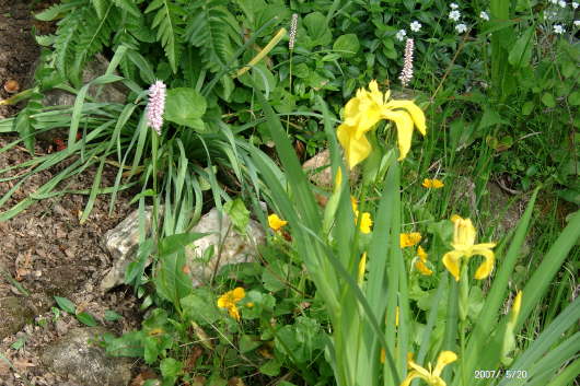 20.05.2007: Um den Gartenteich