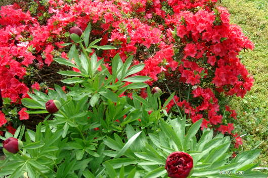 20.05.2007: Eine Azalee