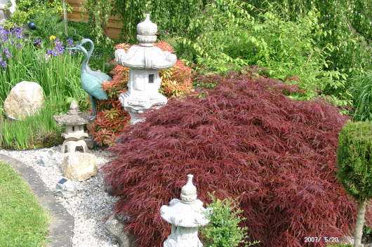 20.05.2007: Das rote Blattwerk