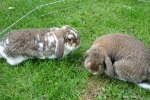 Mai 2007: Merlin und Meeko