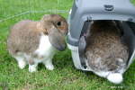 Mai 2007: Beide Kaninchen