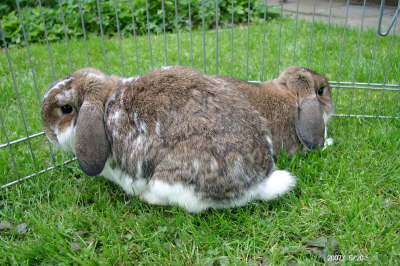 Mai 2007: Kein Siamesischer Zwilling