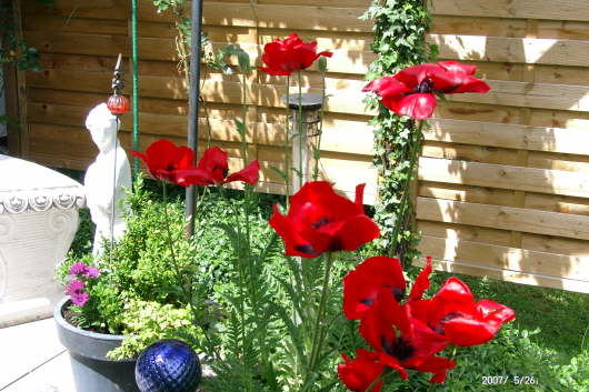 26.05.2007: Roter Trkenmohn