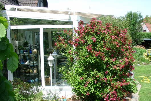 26.05.2007: Auch die Weigelie