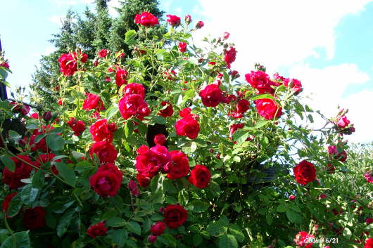 25.06.2006: Unsere Kletterrose