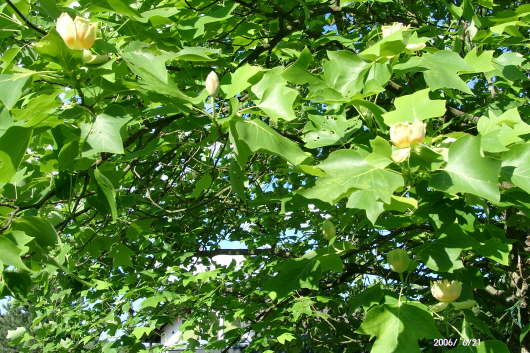 21.06.2006: Die gelben Blten