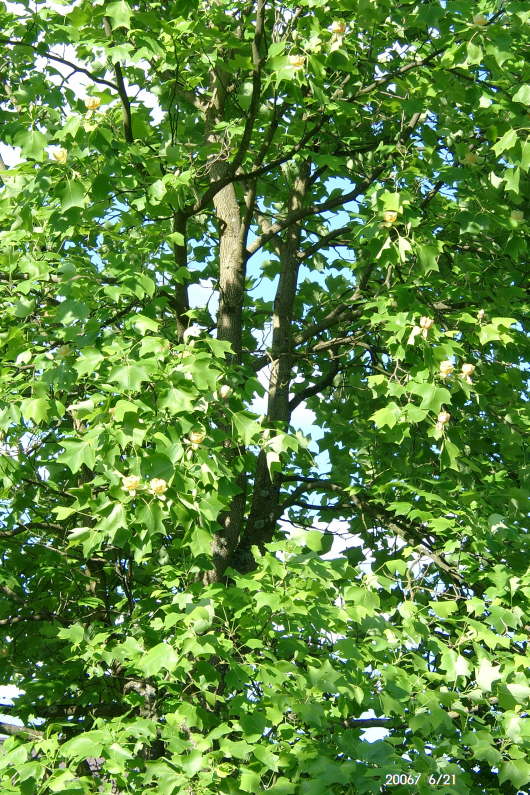 25.06.2006: Genaues Hinsehen