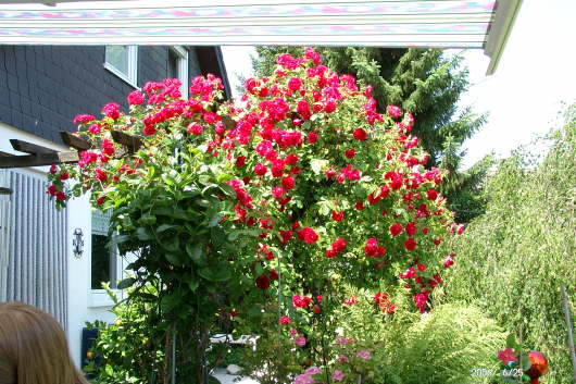 25.06.2006: Unsere Kletterrose