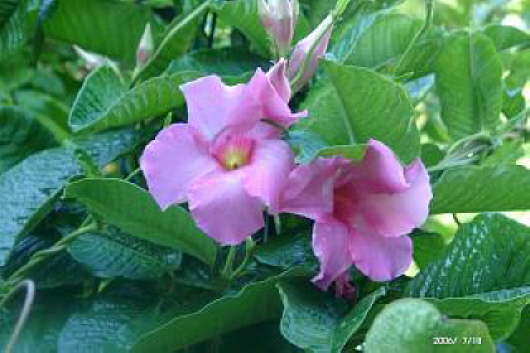 18.07.2006: Mandevilla amabilis 