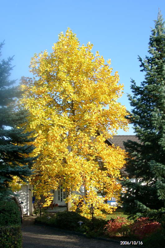 16.10.2006: Auch im Herbst ...