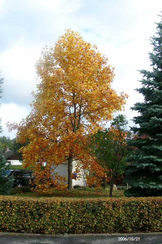 21.10.2006: Nun fallen