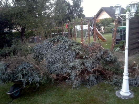 05.08.2013: Auch die Fichtenhecke 