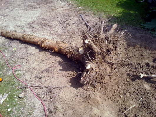 09.08.2013: Der letzte Stamm mit Wurzel