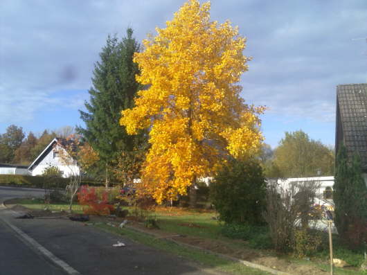 25.10.2012: Heute wurde die Hecke