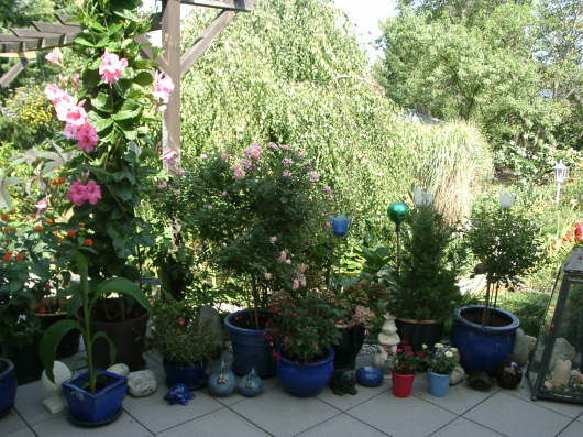 13.08.2003: Erika's Kbelpflanzen