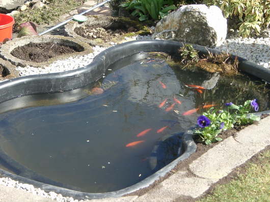 01.04.2004: Unsere Fische,