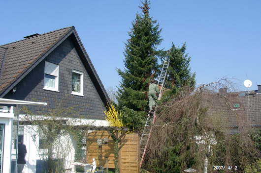 02.04.2007: Holzfller bei der Arbeit: