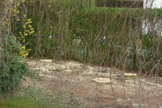 03.04.2007: Vier Baumstmpfe