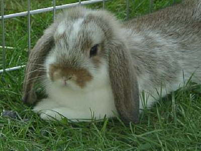 2005: Marcels Meeko -