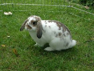 2005: Penny gehrte Julia