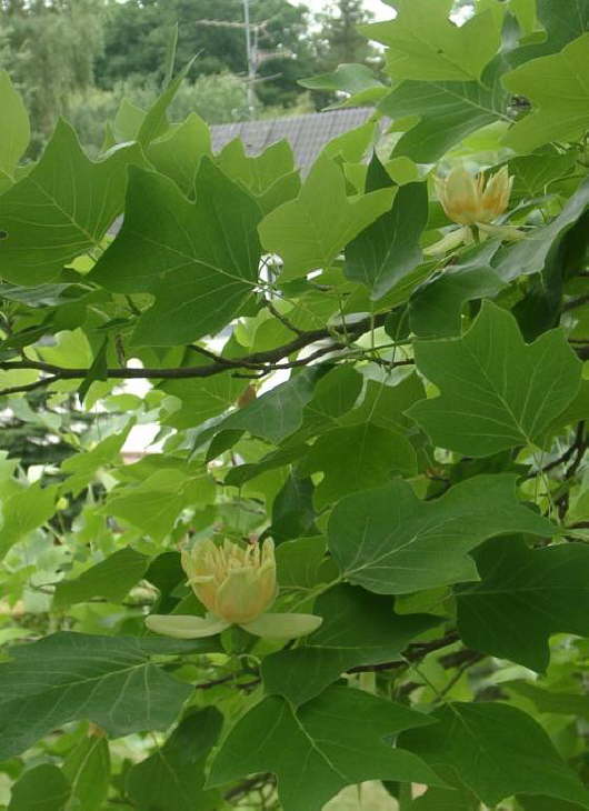 25.06.2006: Ein echter Tulpenbaum